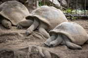 Schlafende Aldabra-Riesenschildkröten, Jardin du Roi