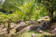 Jardin du Roi