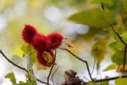 Annattostrauch (Lipstick Tree) Jardin du Roi
