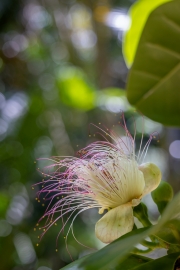 Topffruchtbaumgewächse, Fish Poison Tree, Jardin du Roi