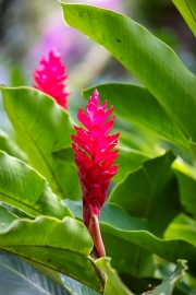 Ingwergewächs, Jardin du Roi