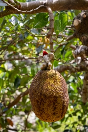 Jackfrucht mit Charlitos