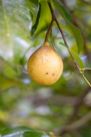 Passionsfrucht
