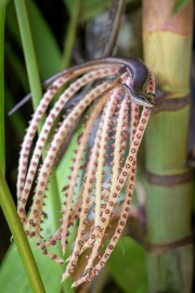 Seychelles Skink, Jardin du Roi