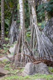Stelzenpalme, Arecoideae Tribus Areceae, Jardin du Roi