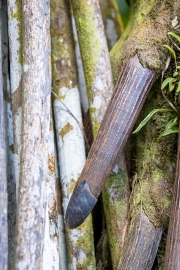 Stelzenpalme, Arecoideae Tribus Areceae, Jardin du Roi