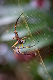 Nephila inaurata, Palm spider mit Beute, Jardin du Roi