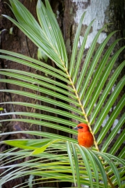 Madagaskarweber, Jardin du Roi