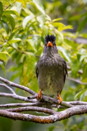 Seychellen-Rotschnabelbülbül, Jardin du Roi
