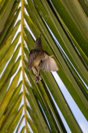 Seychellen -Nektarvogel, Jardin du Roi