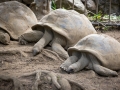 Schlafende Aldabra-Riesenschildkröten, Jardin du Roi