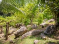 Jardin du Roi