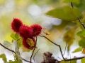 Annattostrauch (Lipstick Tree) Jardin du Roi