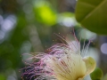 Topffruchtbaumgewächse, Fish Poison Tree, Jardin du Roi
