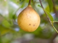 Passionsfrucht