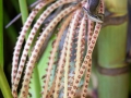 Seychelles Skink, Jardin du Roi