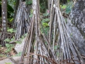 Stelzenpalme, Arecoideae Tribus Areceae, Jardin du Roi