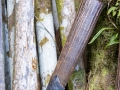 Stelzenpalme, Arecoideae Tribus Areceae, Jardin du Roi