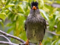 Seychellen-Rotschnabelbülbül, Jardin du Roi