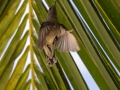 Seychellen -Nektarvogel, Jardin du Roi