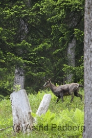 Jungfrauensteig