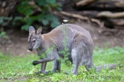 Zoo Duisburg Bennetskänguru