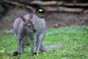 Zoo Duisburg Bennetskänguru