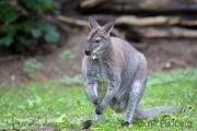 Zoo Duisburg Bennetskänguru