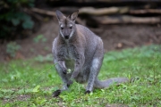 Zoo Duisburg Bennetskänguru