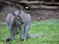 Zoo Duisburg Bennetskänguru