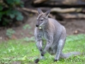 Zoo Duisburg Bennetskänguru