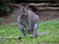 Zoo Duisburg Bennetskänguru