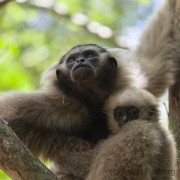Gibbon bei Ta Nei