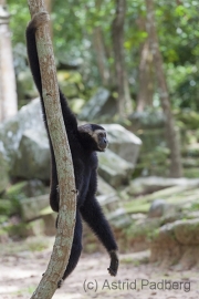 Gibbon bei Ta Nei