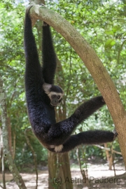 Gibbon bei Ta Nei