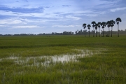 Reisfelder mit Palmen