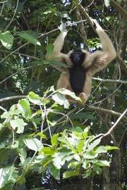 Kappengibbon