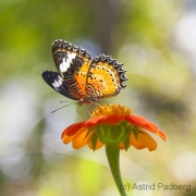 Schmetterling