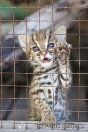 Wildkatze, Phnom Tamao