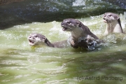 Otter auf der Jagd