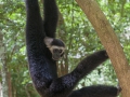 Gibbon bei Ta Nei