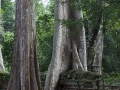 Ta Phrom