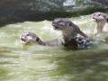 Otter auf der Jagd