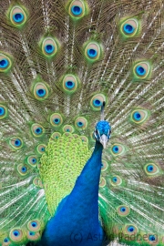 Pfau, Unterkunft Pedracin Village