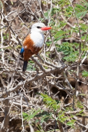 Halcyon leucocephala;Graukopfliest;Pasarinha