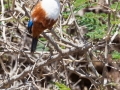 Halcyon leucocephala;Graukopfliest;Pasarinha