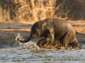 Elefantenkalb beim Bad