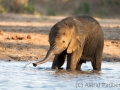 Elefantenkalb beim Bad