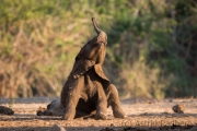 Elefantenbaby am Wasserloch