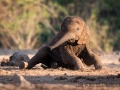 Elefantenbaby am Wasserloch